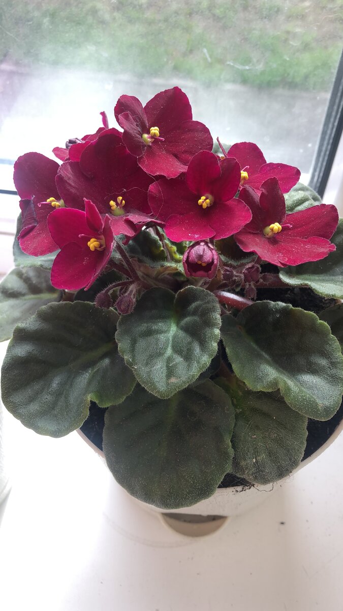 Вот такую красоту я забрала, тут я ее уже пересадила в свое кашпо.