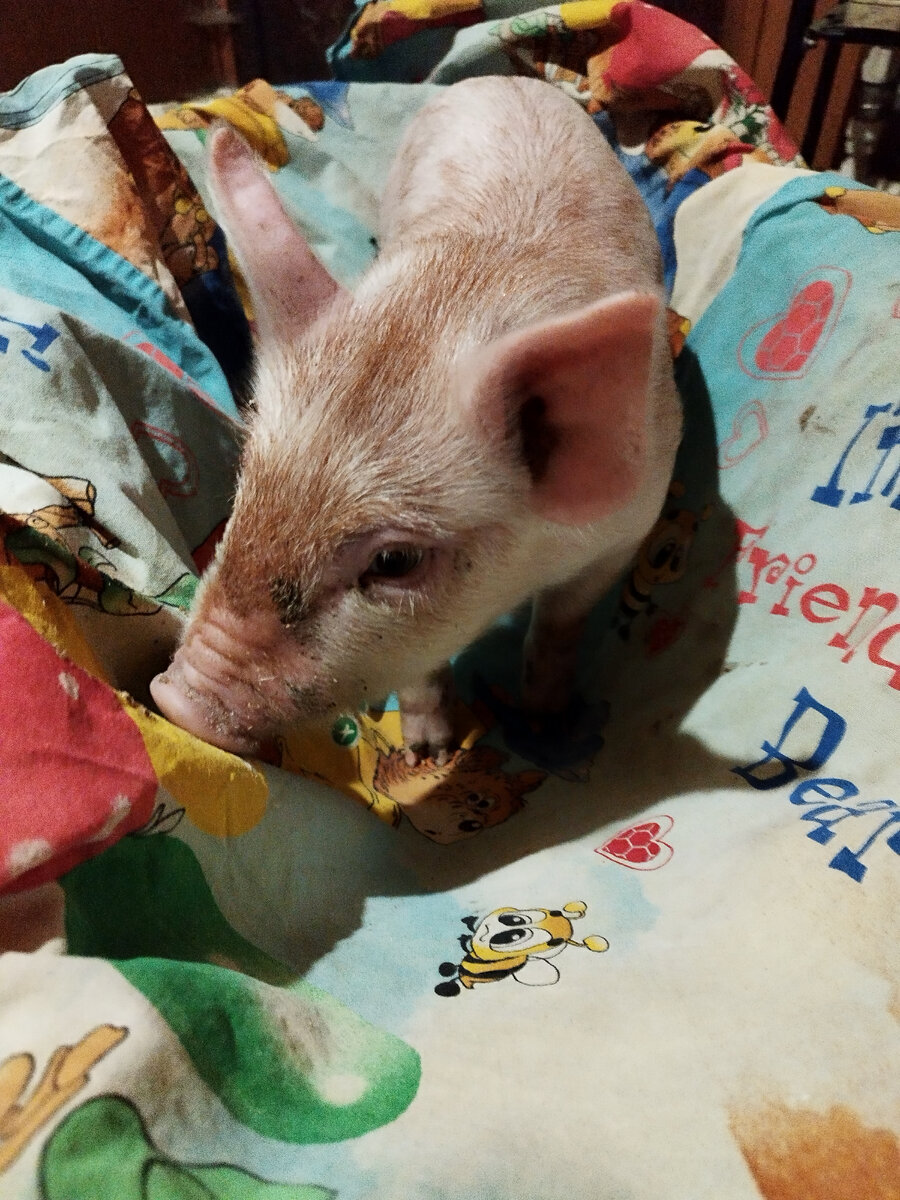 Все! 🥚🥚 отрезали