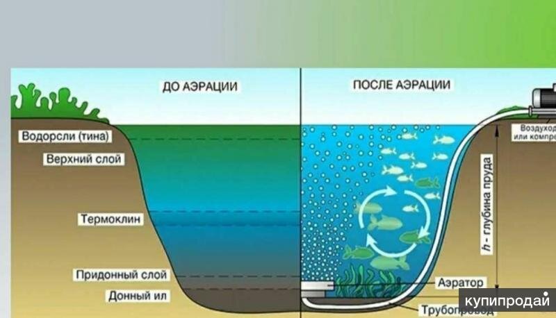 Какая глубина пруда