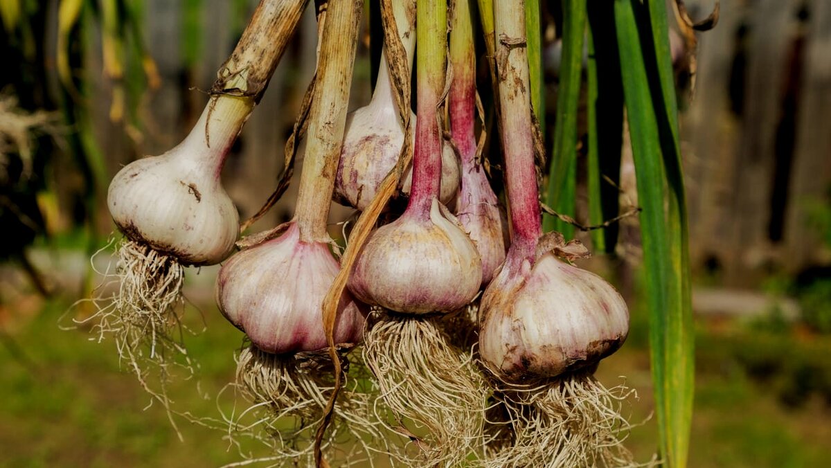 Чеснок можно сеять под зиму, но для выращивания крупных головок чеснока необходимо выполнить 7 действий