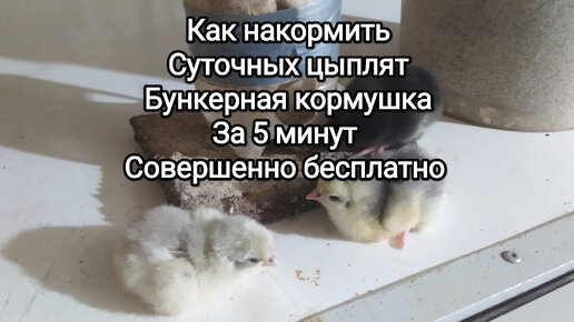 Кормушки для зимующих птиц