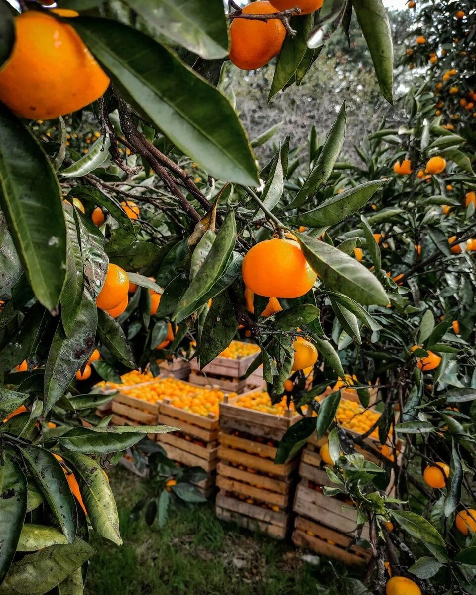 Мандариновый сад Абхазия. Абхазия Мандариновая роща экскурсия. Мандариновый рай. Сбор мандаринов в Абхазии. Мандаринов рай