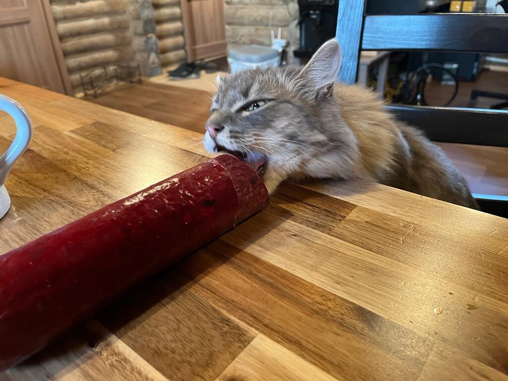 Кот Пух, аэродром Омск Поповка имени Егора Летова. Если сказал что не брал колбасу, значит не отдаст) 