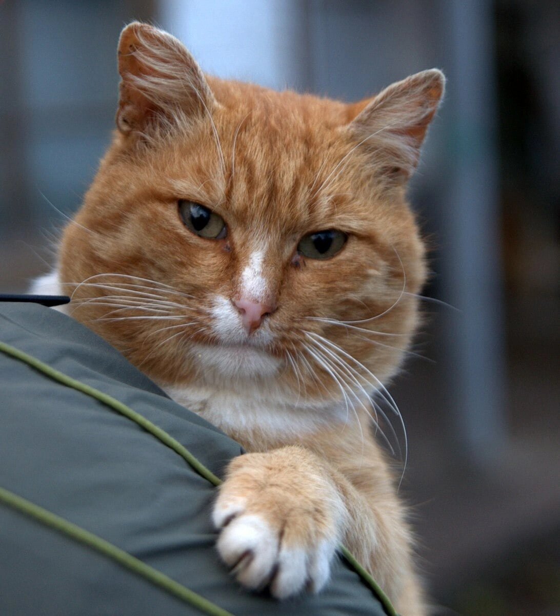 Чубайс, уставной кот ТЭЧ 764 ИАП. 