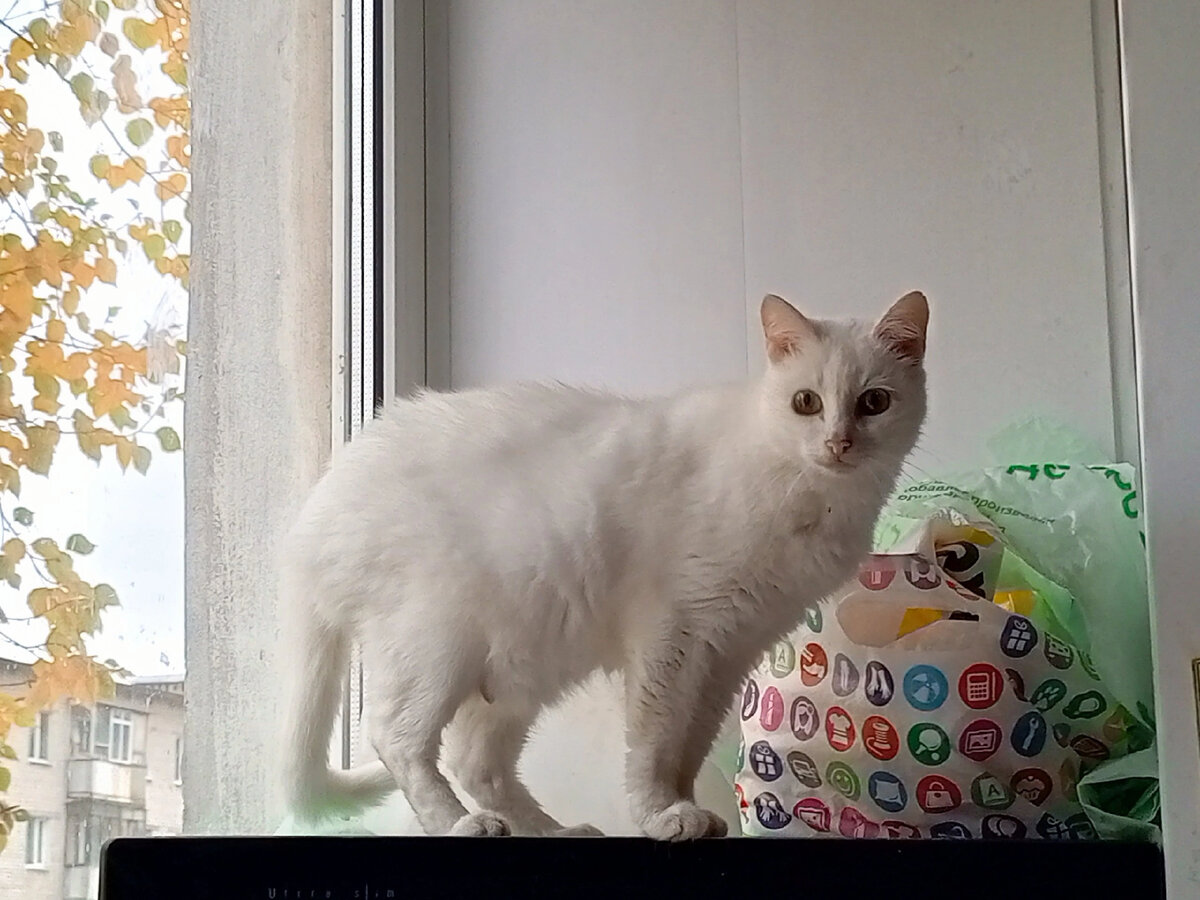 Первые подозрения стали возникать, когда у кошки стала нервная шерсть, как клочьями