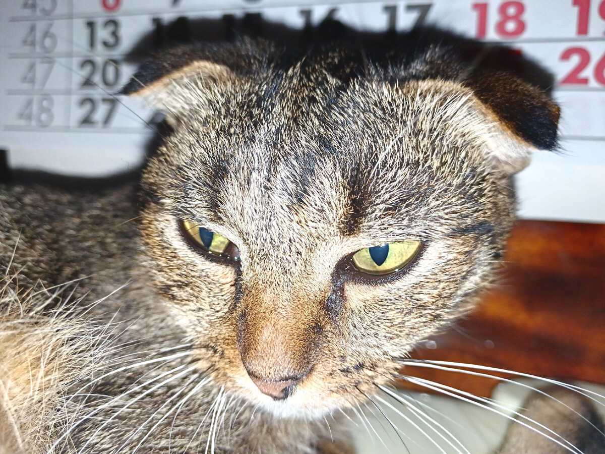 Наша кошка Мышка. Строгая