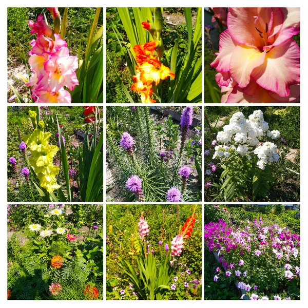 Лиатрис привезла из Сочи за большие деньги, а у соседей растет и бесплатно предлагают, Белый флокс и гладиолусы тоже не дешевые были. Фото автора