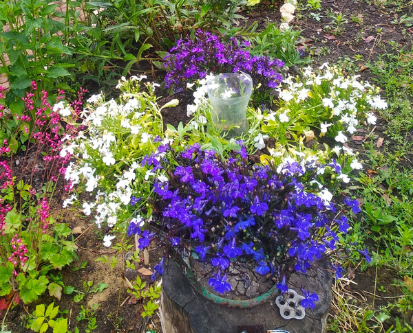 Лобелия, а если бы рассада была своя, ее было бы больше и было бы поле. Фото автора