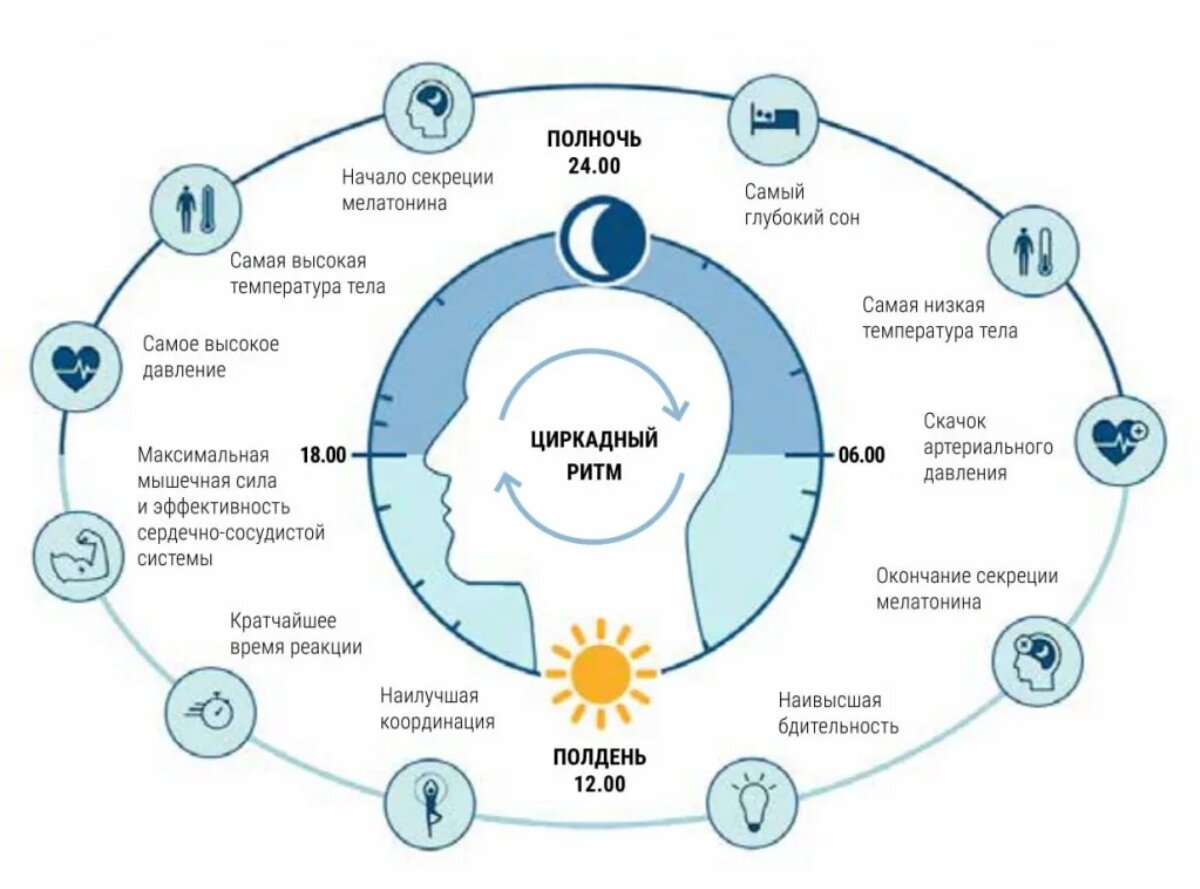 Циркадные ритмы человека по часам схема