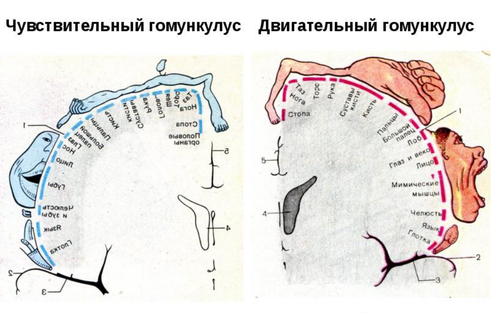 Тренировка силы хвата, кисти. Формируем силу