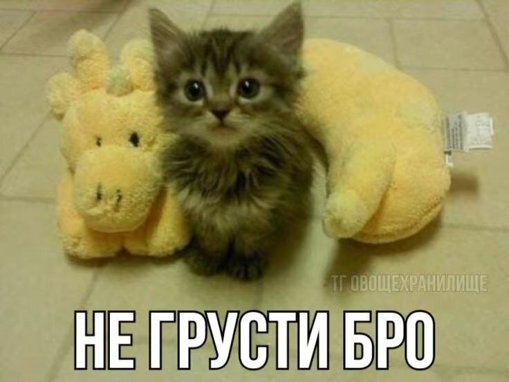 Картинка, чтобы вы не грустили)