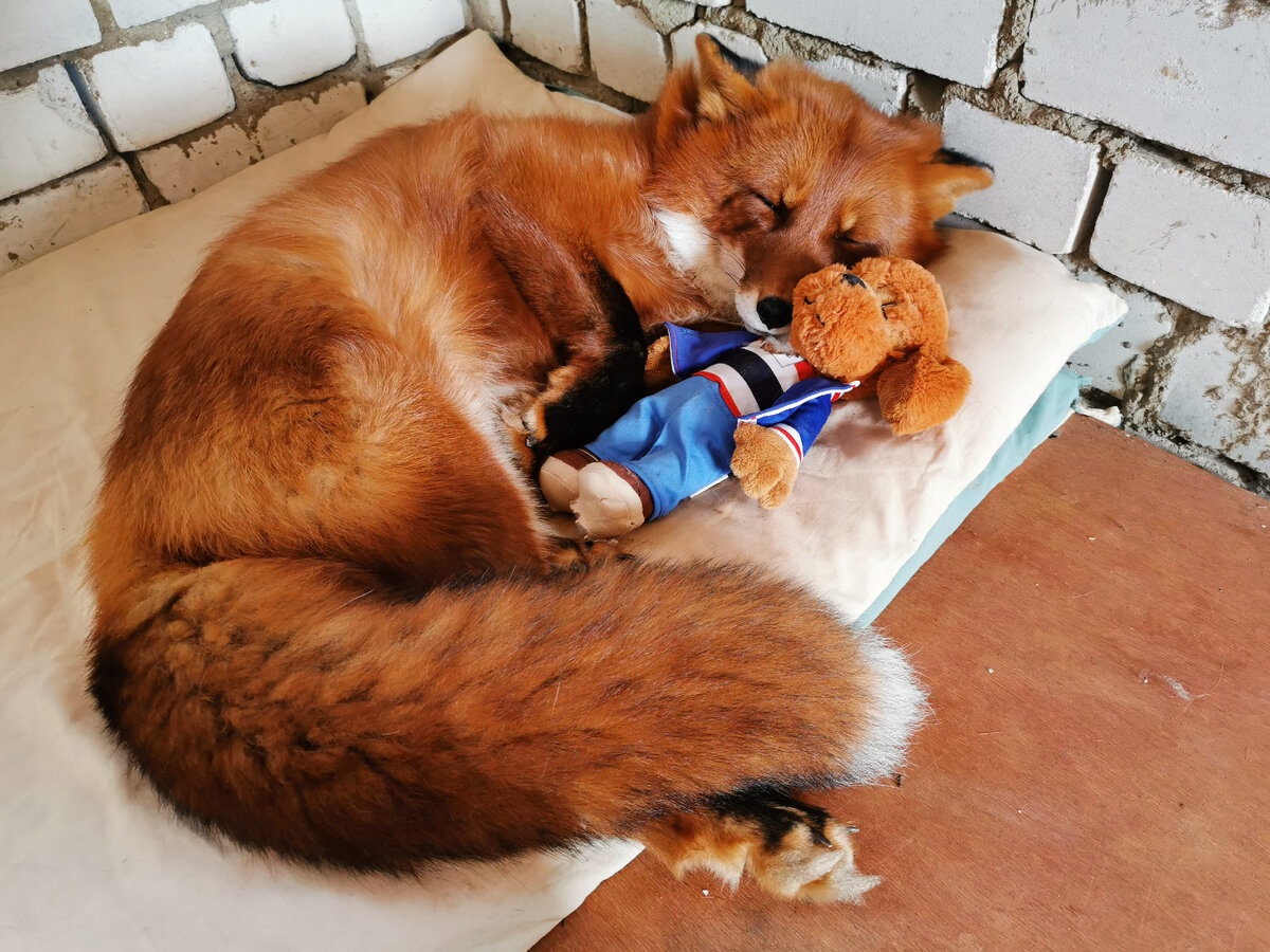 Лис Альф со своей любимой собачкой