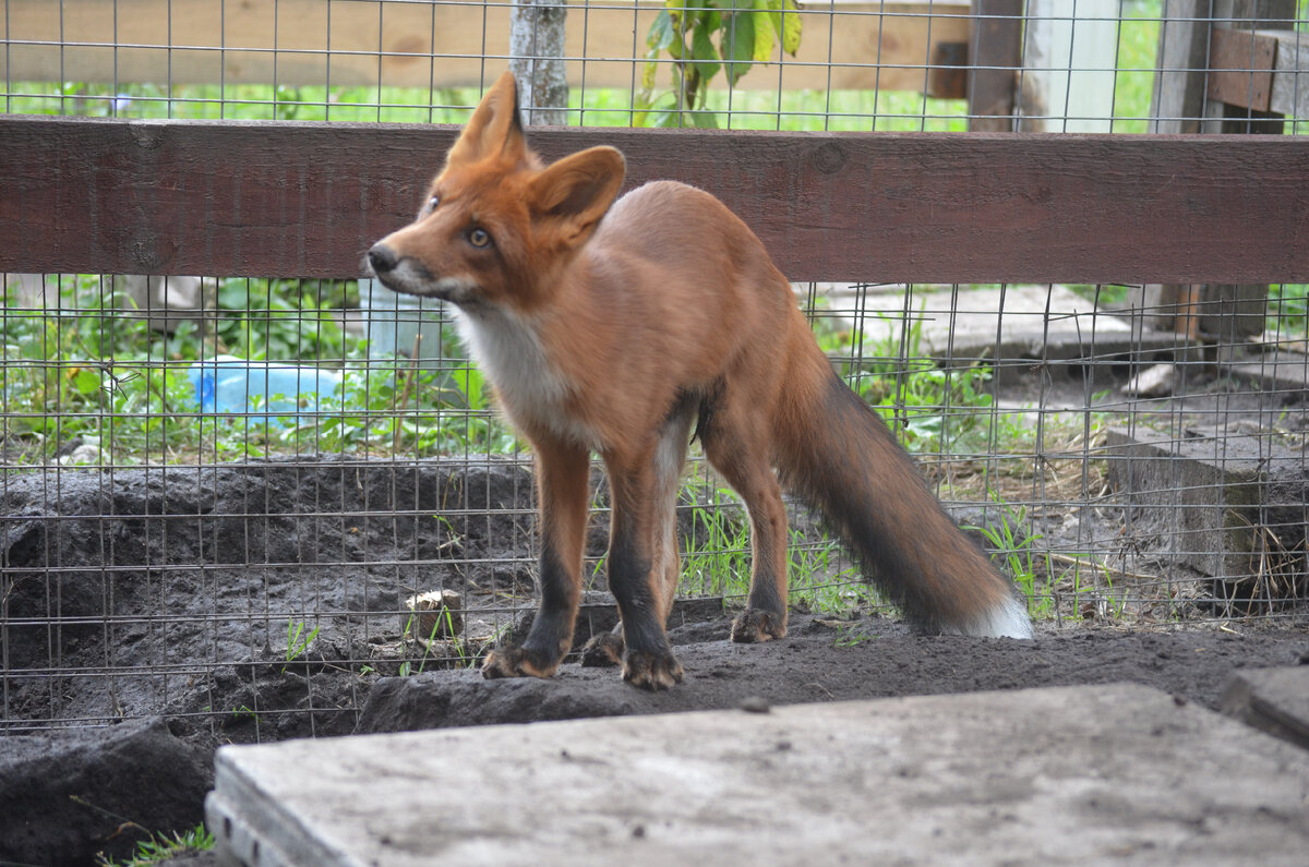 Лис Альф в 3 месяца