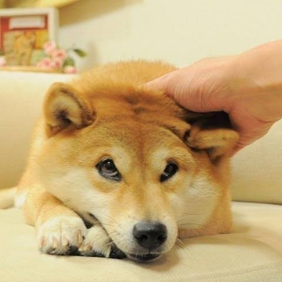 Sad pet. Сиба-ину Кабосу. Кабосу Doge. Собака вау. Кабосу собака Мем.