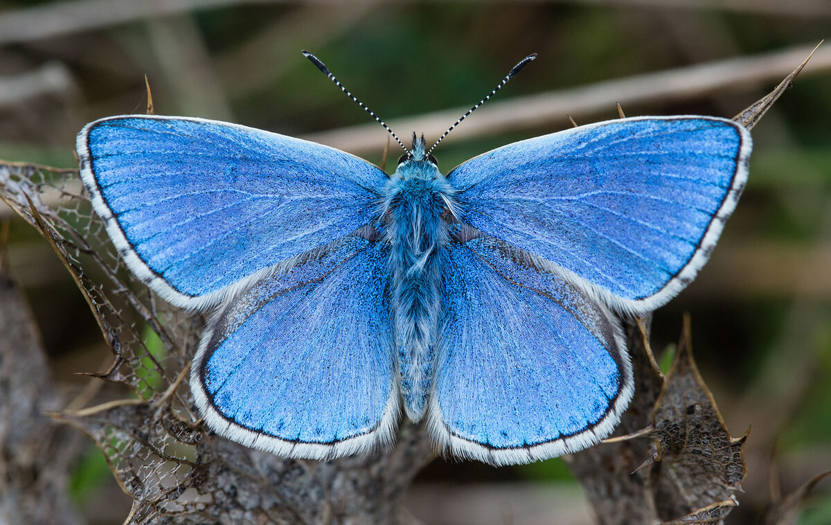 EXEGI MONUMENTUM: Перевод стихотворения В.Набокова «On discovering a  butterfly” | Профессор риторики | Дзен