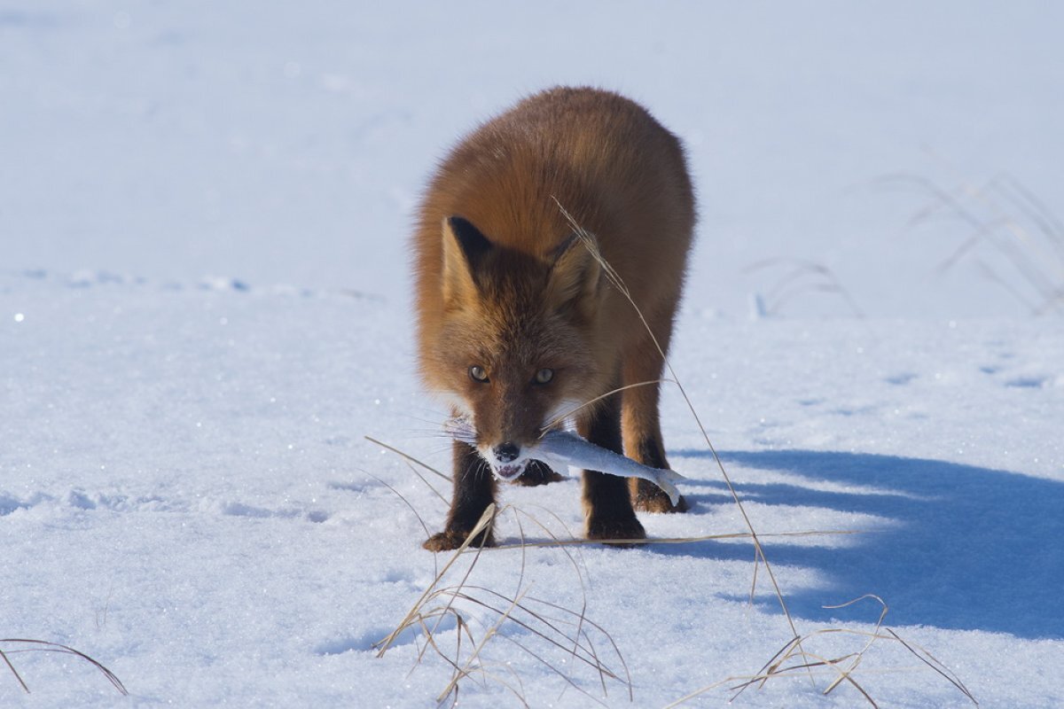    В Усть-Камчатском районе начался сезон подледного лова корюшки