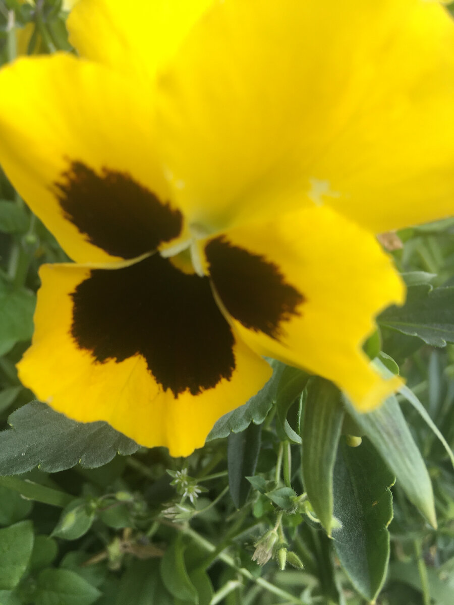 Любимые Анютки 