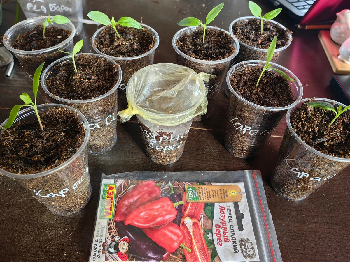 12 апреля 2023г. Всходы перца Карась и свежепосеянный стаканчик с Лазурным берегом 