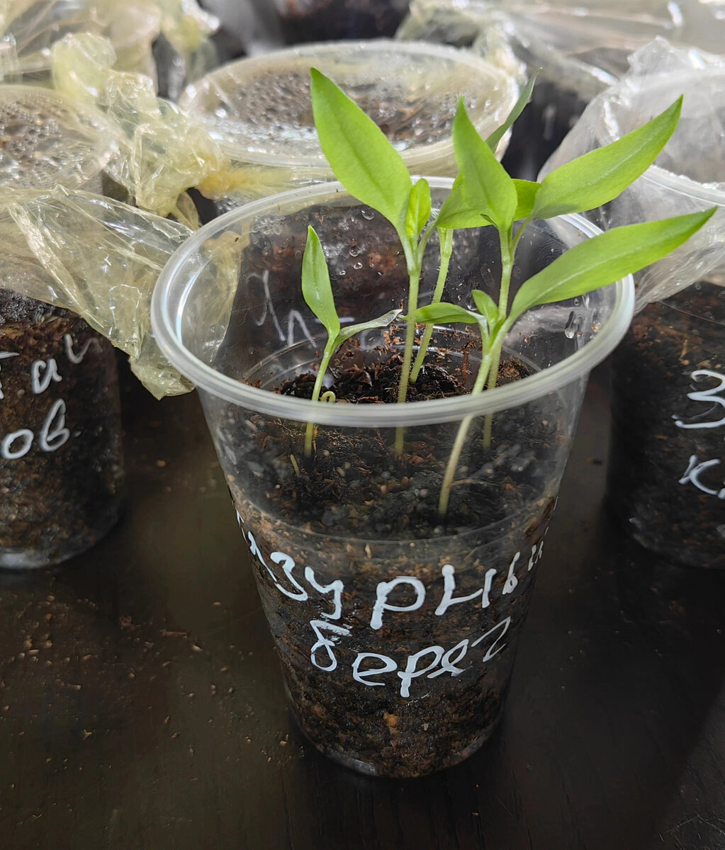 перец Лазурный берег на 5 мая 2023г, день пикировки