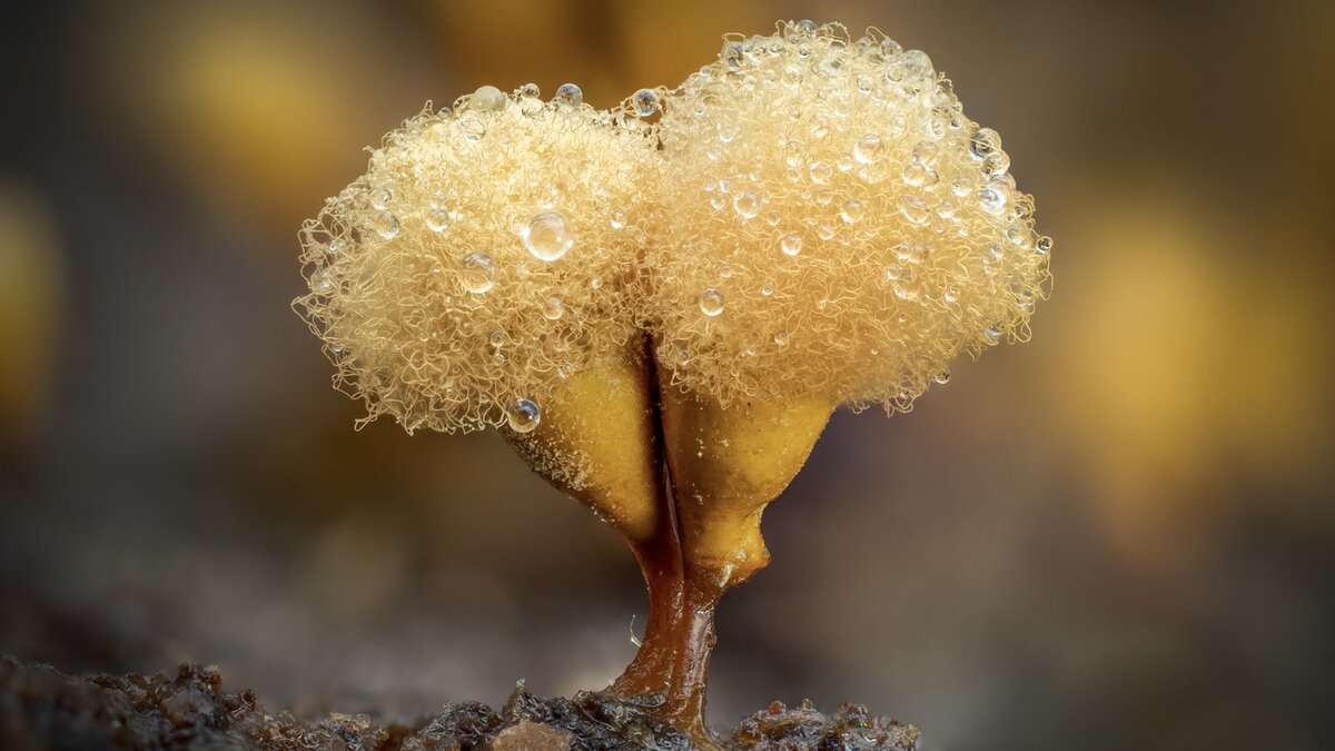 Hemitrichia calyculata.