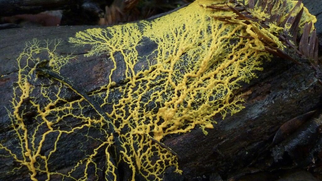 Physarum polycephalum.