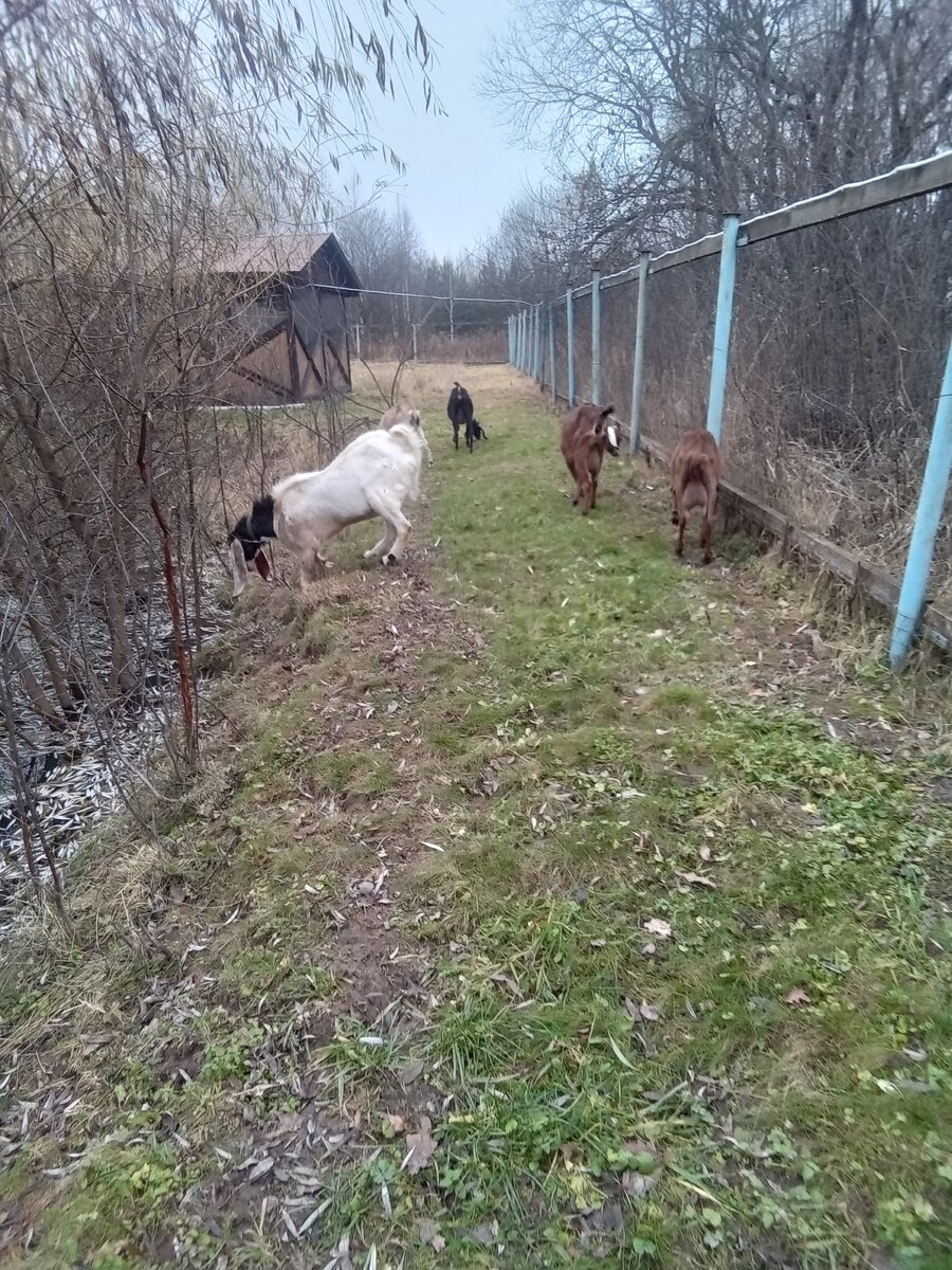 Вода для коз. | КОза. Ру. | Дзен