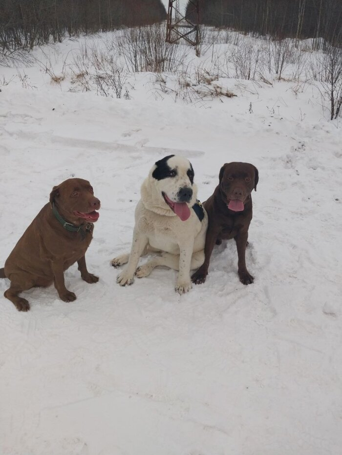 Фото: Vostok.Today. Домашних собак "ужесточат" - дворняг не тронут