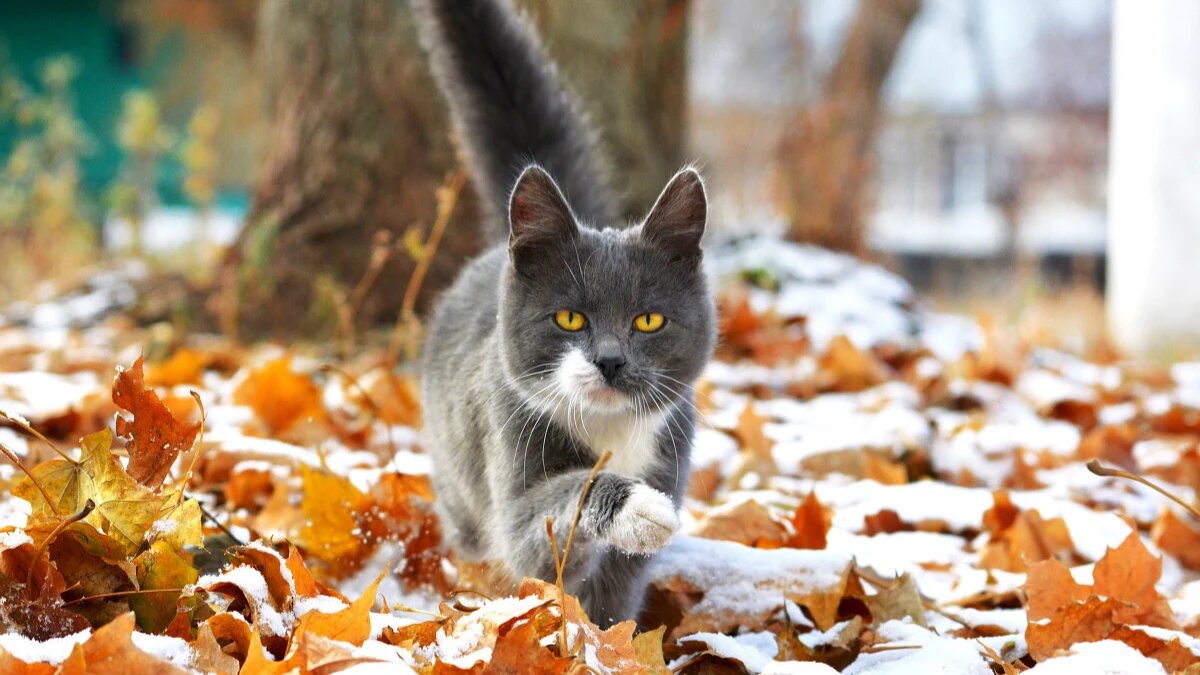 Декабрь принесет много интересных дней и погодных сюрпризов. Фото: pxhere.com