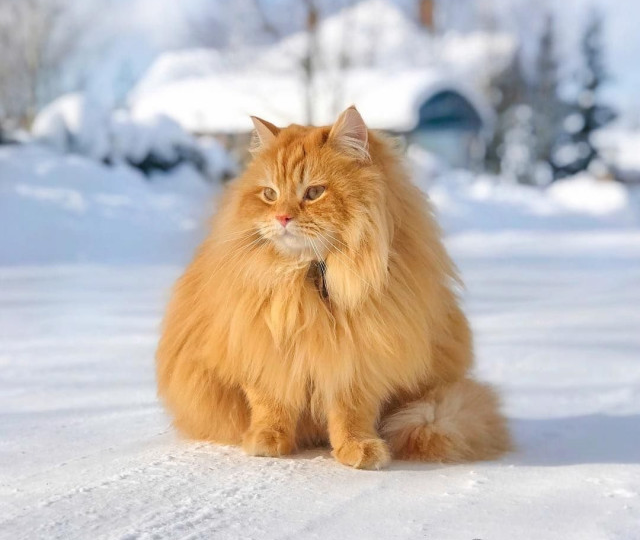 Васька