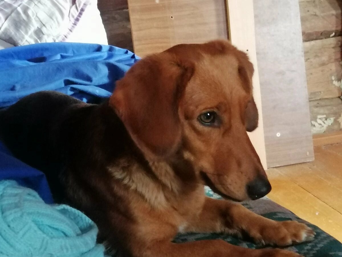 Метис таксы