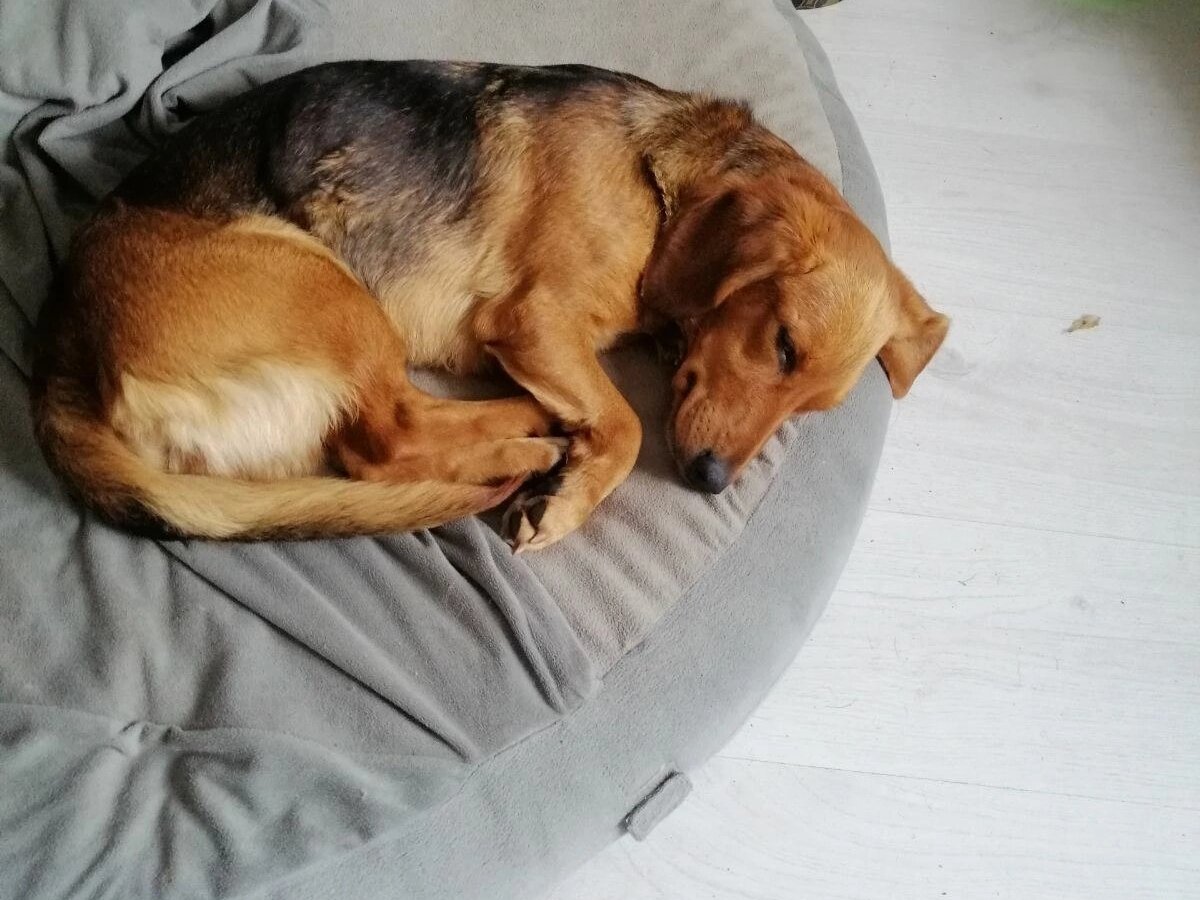 Метис таксы ищет дом