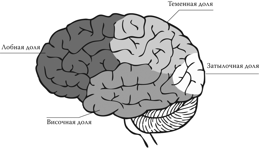 Левая лобная область. Лобная затылочная височная доли мозга. Отделы головного мозга теменная лобная. Мозг лобная теменная височная.