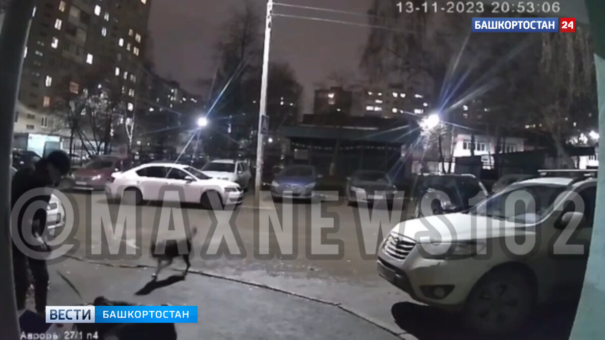    Уфимец едва не задушил собачьим поводком нетрезвого мужчину
