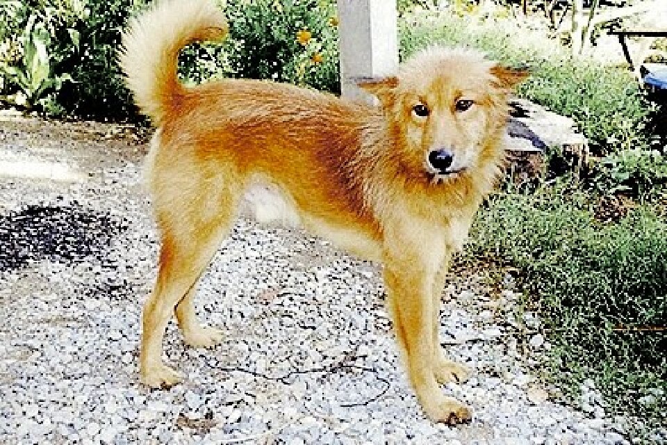 Небольшой пёс хорошо охраняет дом и на улице ведёт себя прилично