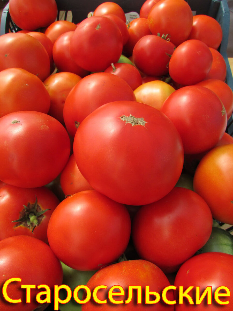 Сорт томата старосельский. Томат бабье лето мязина. Томат мраморный. Томат сорт старосельский от медведева. Томат старосельский.