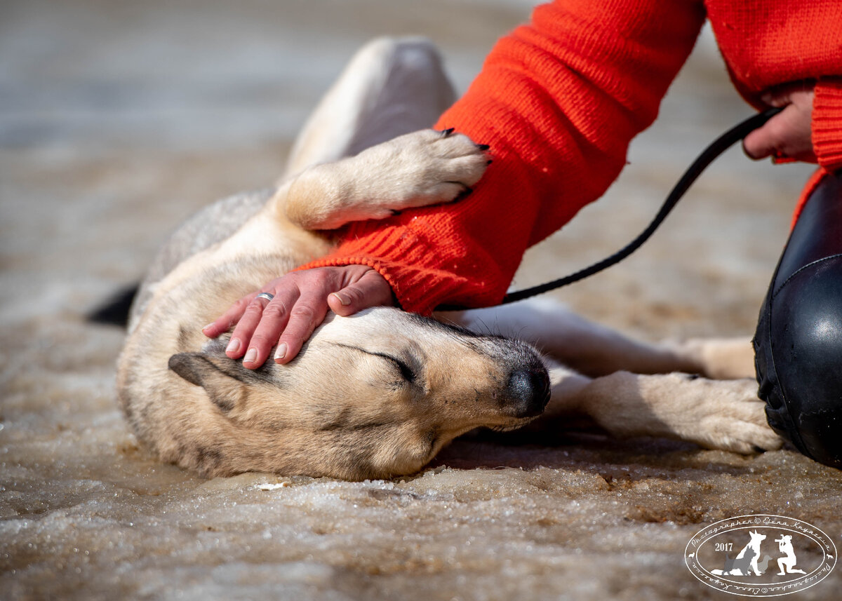 "Я полежу, а ты меня гладь!"