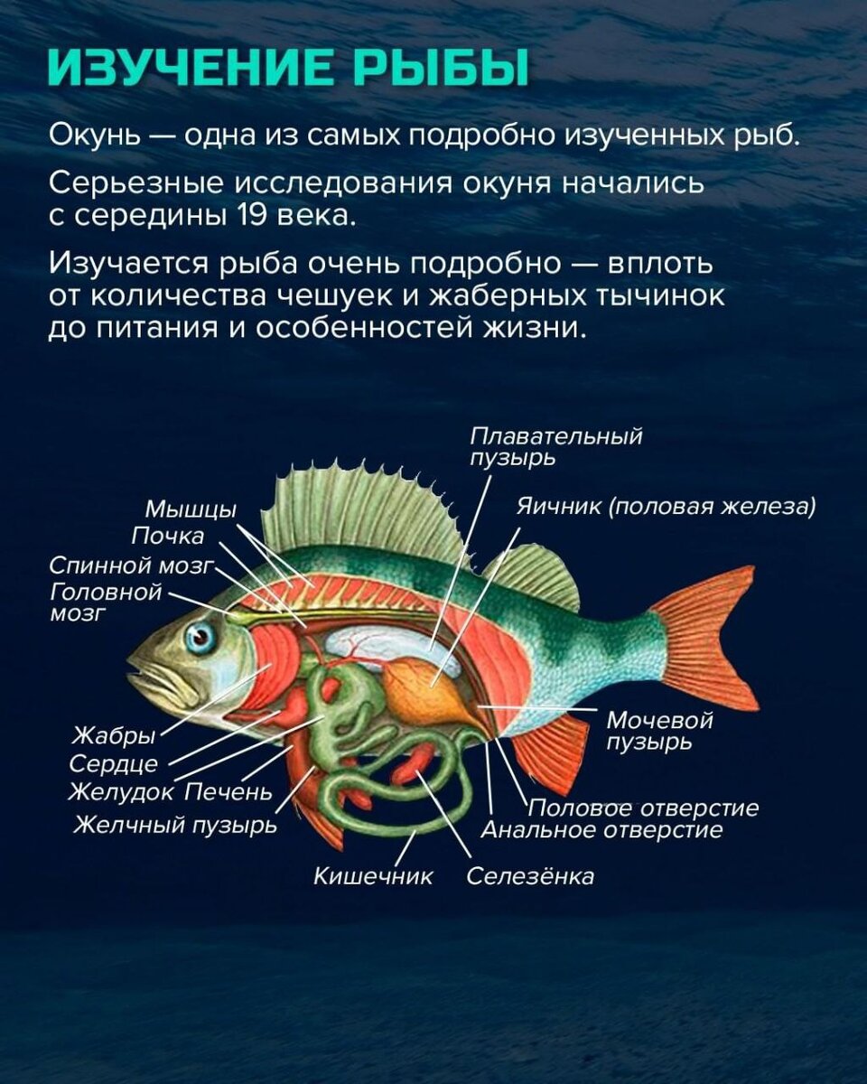 Окунь в разрезе.