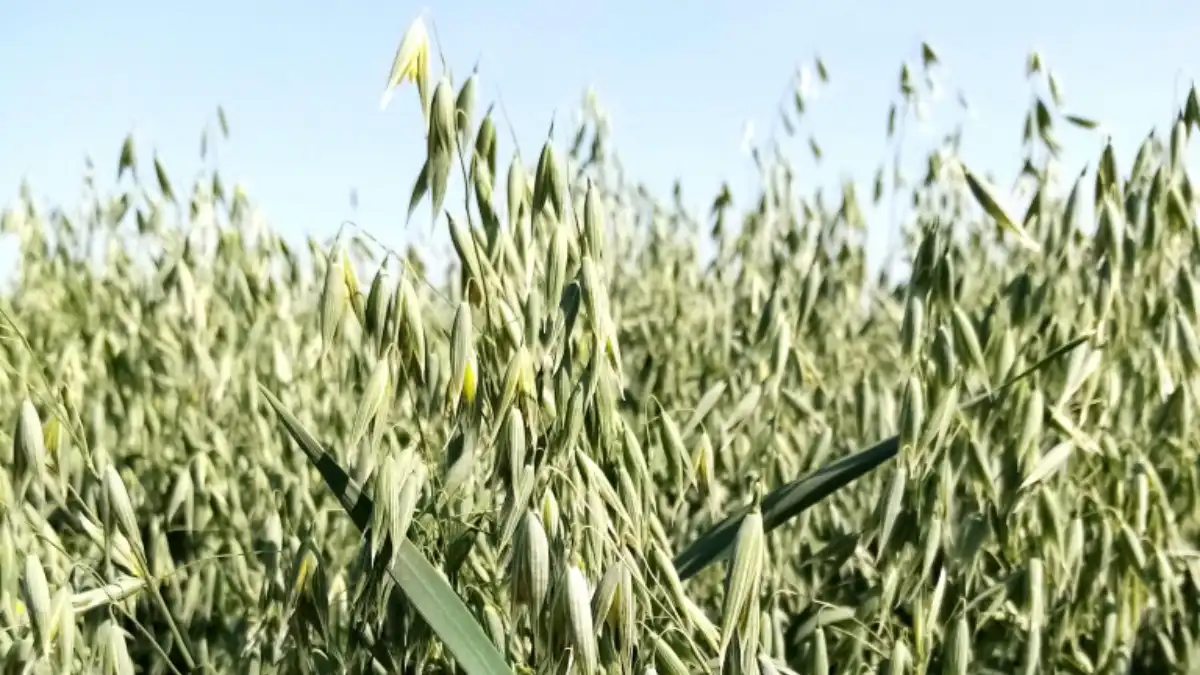 Фото:urfanic.ruУрФАНИЦ создал новый сорт овса с высокой урожайностью.