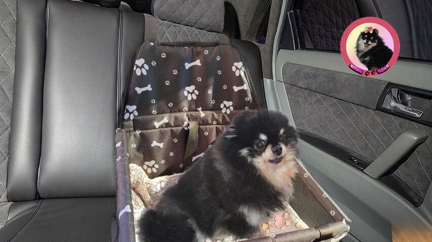 Автокресло для животных 🐾 Шпиц Боня