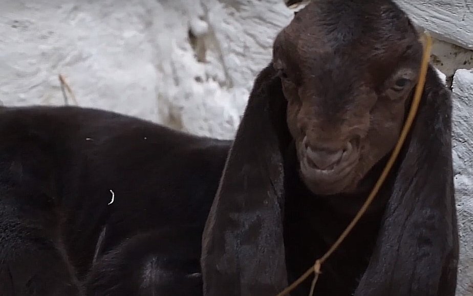    Фото: vologdaregion.ru