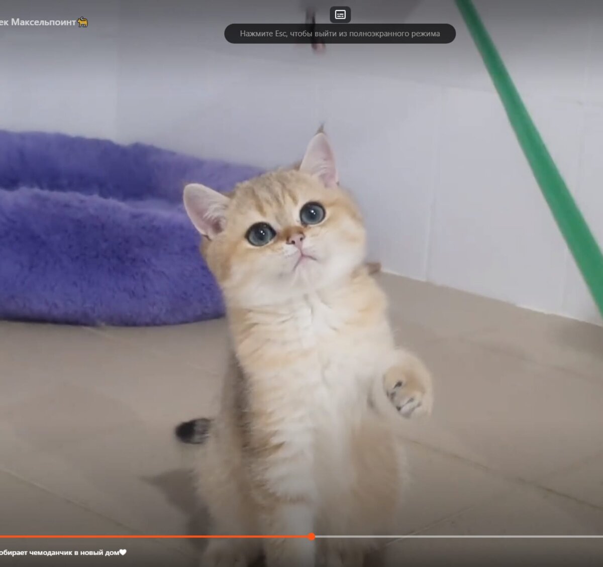 Скриншот с видеоролика питомника. Гоша в главной роли.