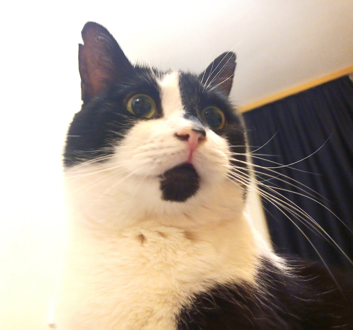 Геральт, выбрал быть сладким котиком