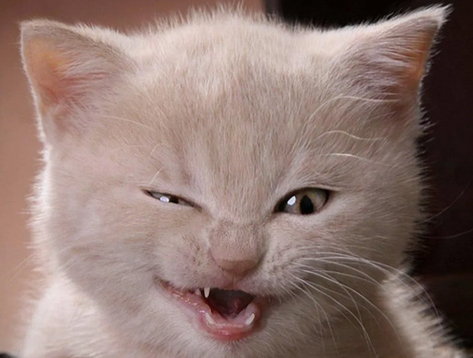 "Коты – халявщики": фотки умора, от которых будете смеяться весь день