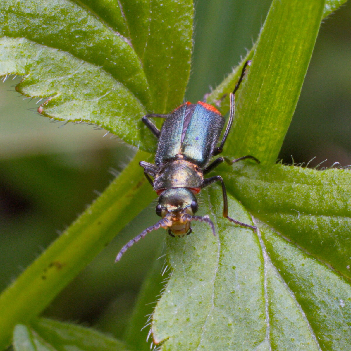 Двупятнистая малашка (лат. Malachius bipustulatus)
