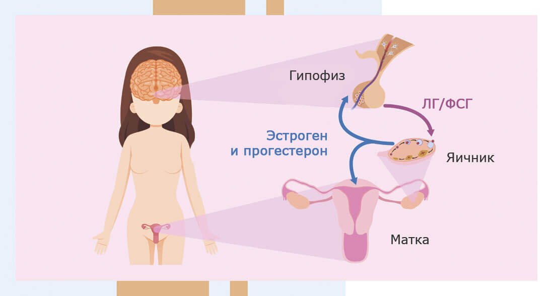 Гормональные нарушения у женщин - лечение в Медлайн в Кемерово