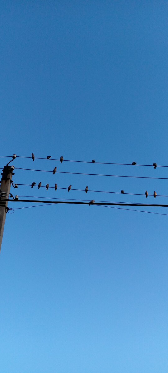 Прилетают рябину клевать