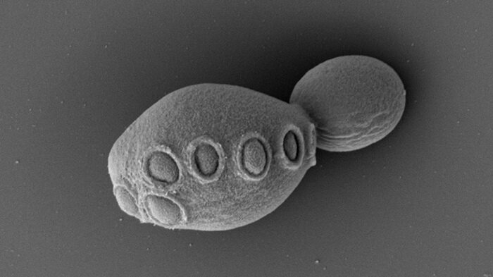 Почкующиеся клетки дрожжей с полусинтетическим геномом. (Фото: Zhao et al., Cell, 2023)