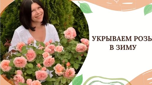 Укрываем розы в зиму🌺