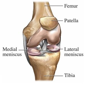 на картинке видна сверху бедренная кость, снизу большеберцовая: промежуток между ними и есть полость коленного сустава, где находятся два мениска.   
