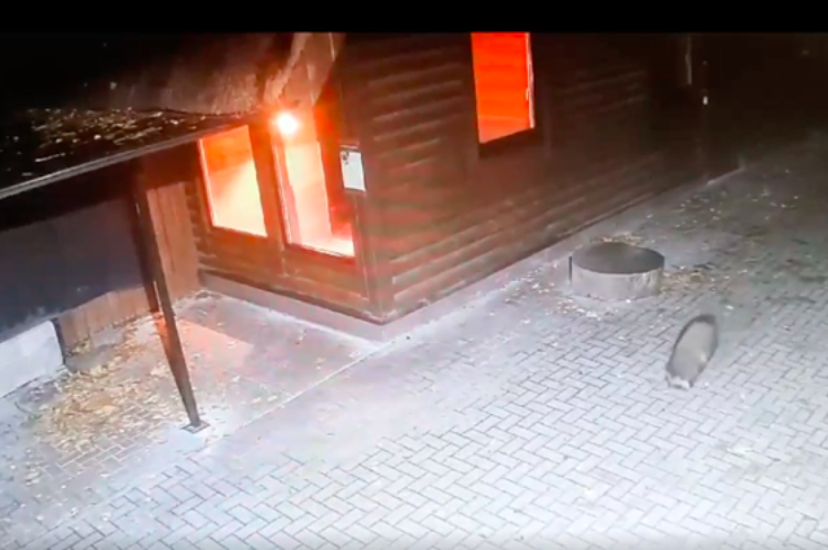    Енотовидная собака мечтает обрести приют в калининградском зоопарке